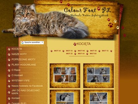 Hodowla kotów syberyjskich - kocięta syberyjskie