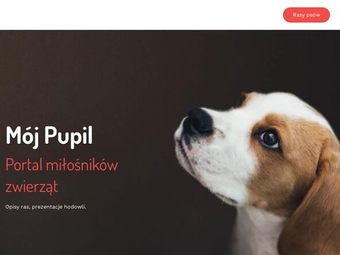 Mojpupil.pl hodowla psów i kotów