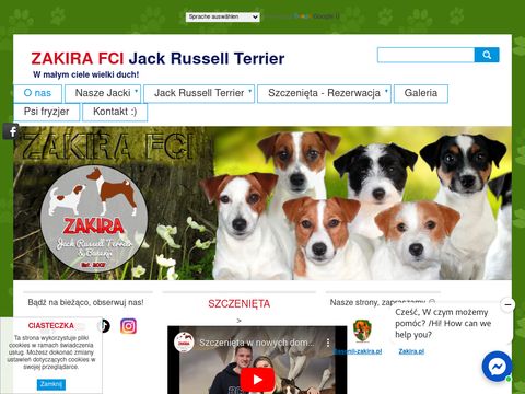 ZAKIRA Hodowla Jack Russell Terrier