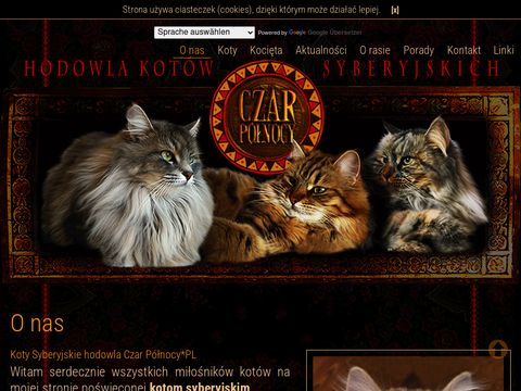 Czarpolnocy.pl koty syberyjskie